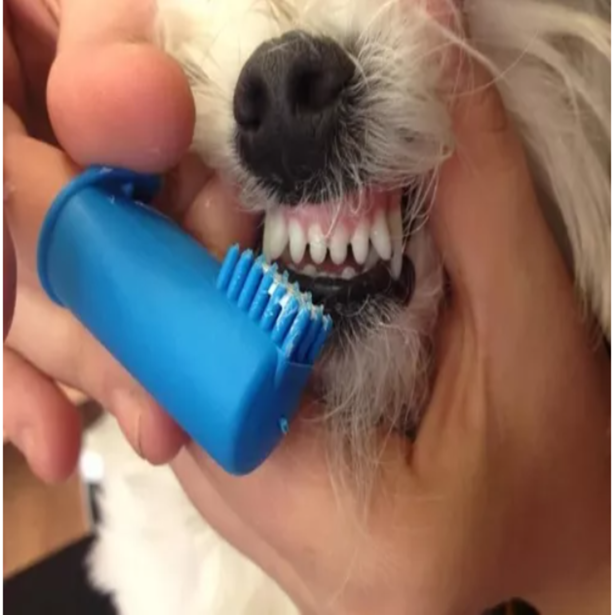 ¡Descubre el Cepillo Dental Antisarro para Mascotas: Sonrisas Saludables y Radiantes! 🐾